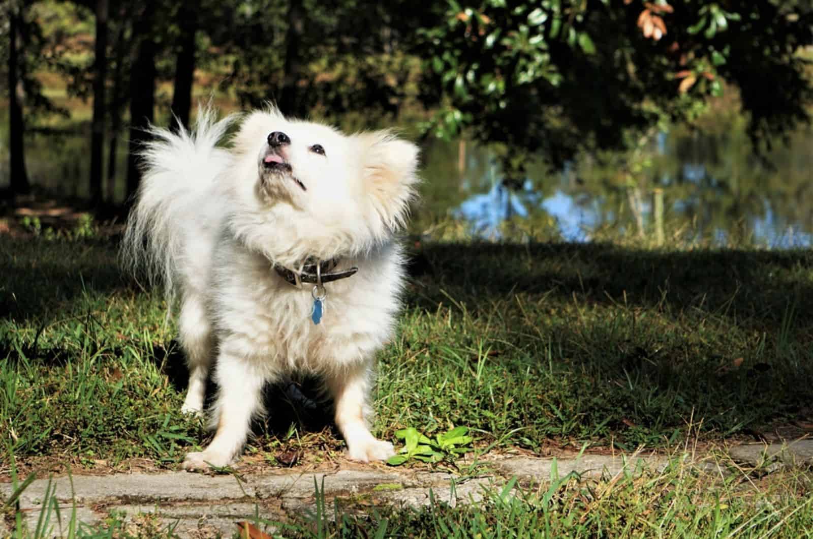 cute maltipom in the park