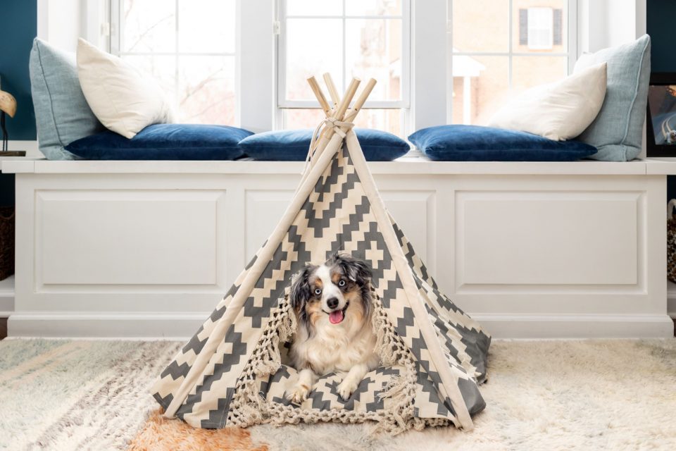 Curated visual reference: Fresh Look at 15 Best Dog Bed For Australian Shepherd Peaceful Sleep