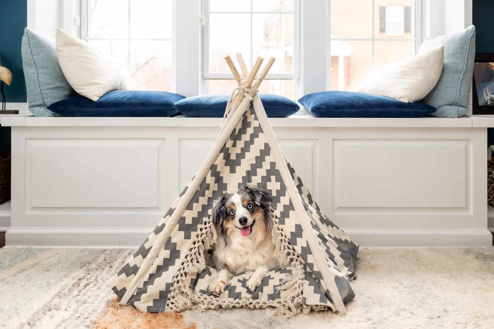 cute miniature australian shepherd in dog bed tent