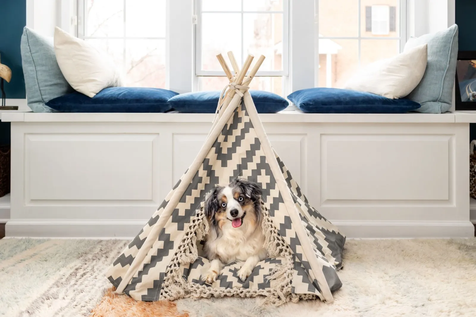 cute miniature australian shepherd in dog bed tent