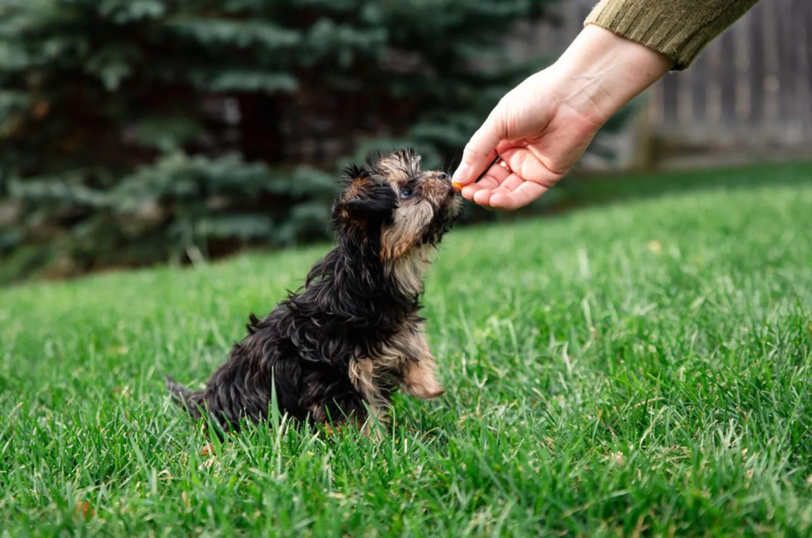 cute morkie puppy taking a treat from his owner