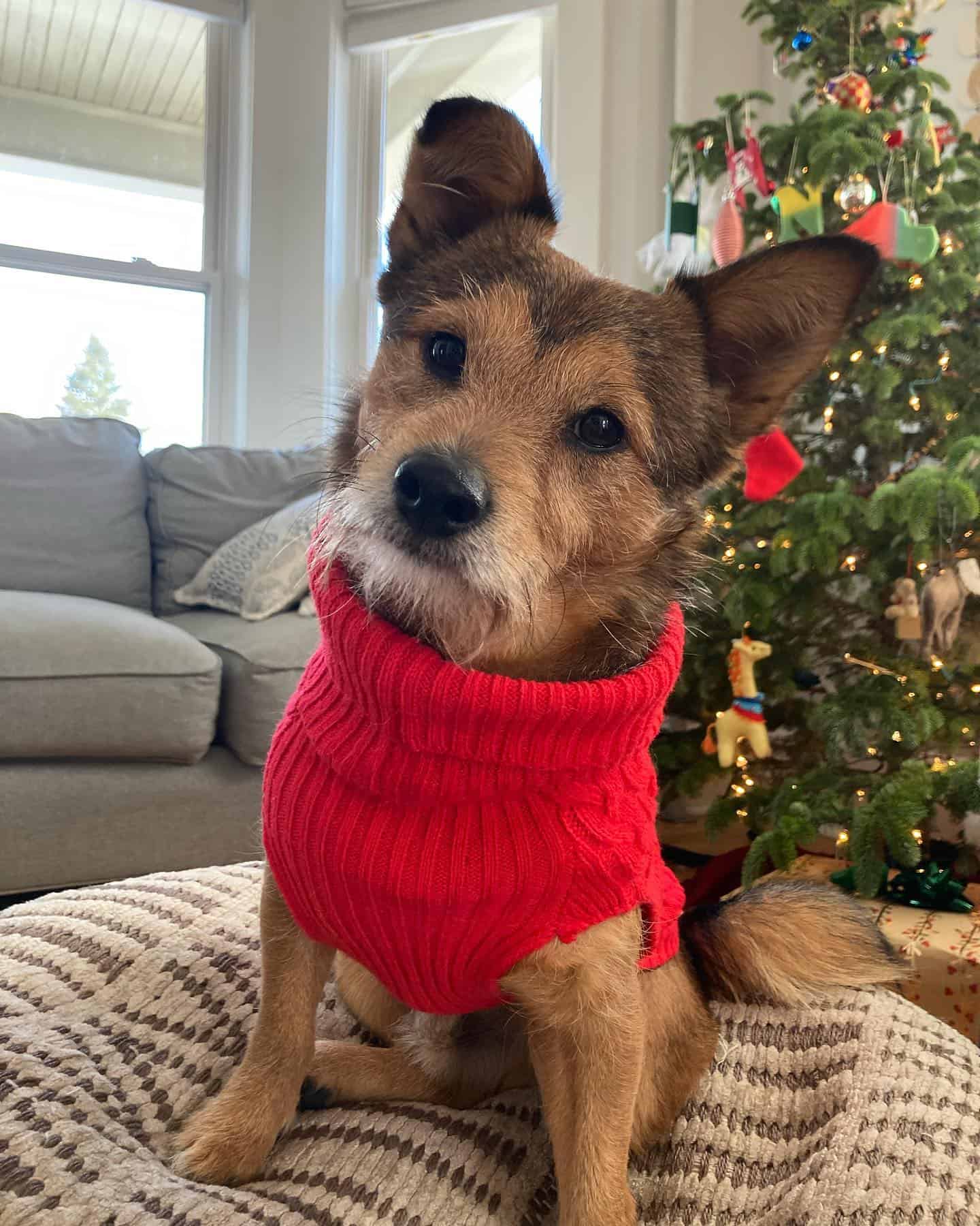cute pooshi dog sitting in the christmas mood