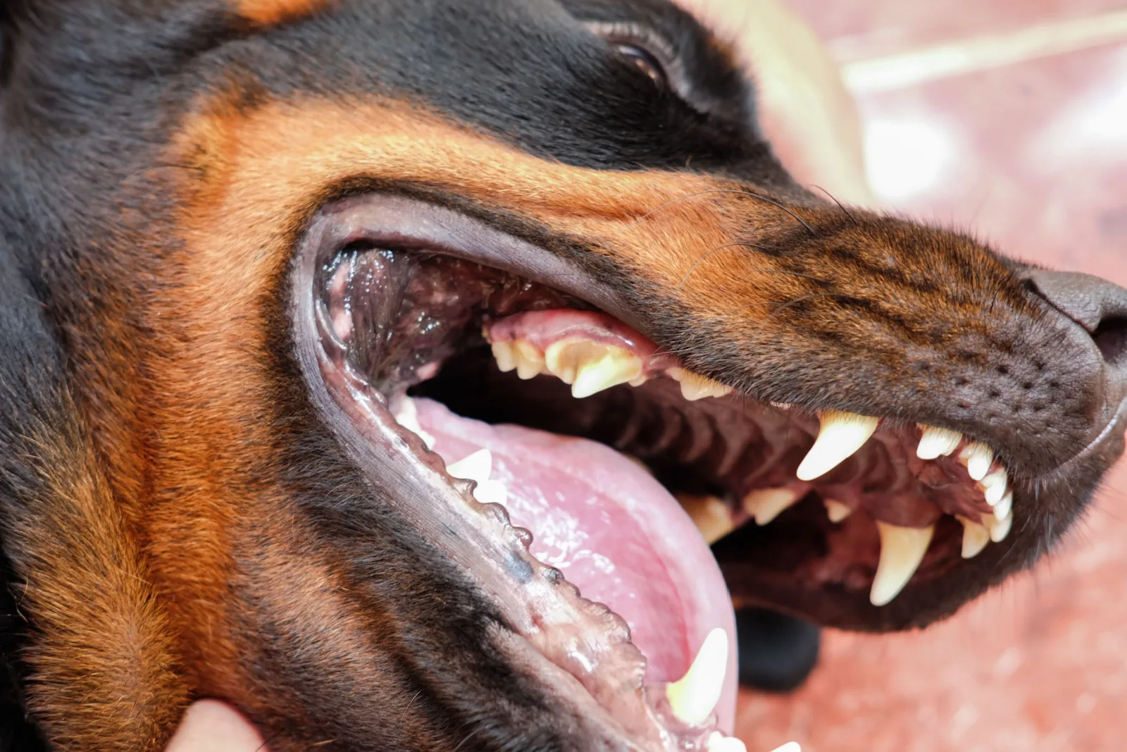 cute rottweiler dog open wide mouth , plaque of teeth dog