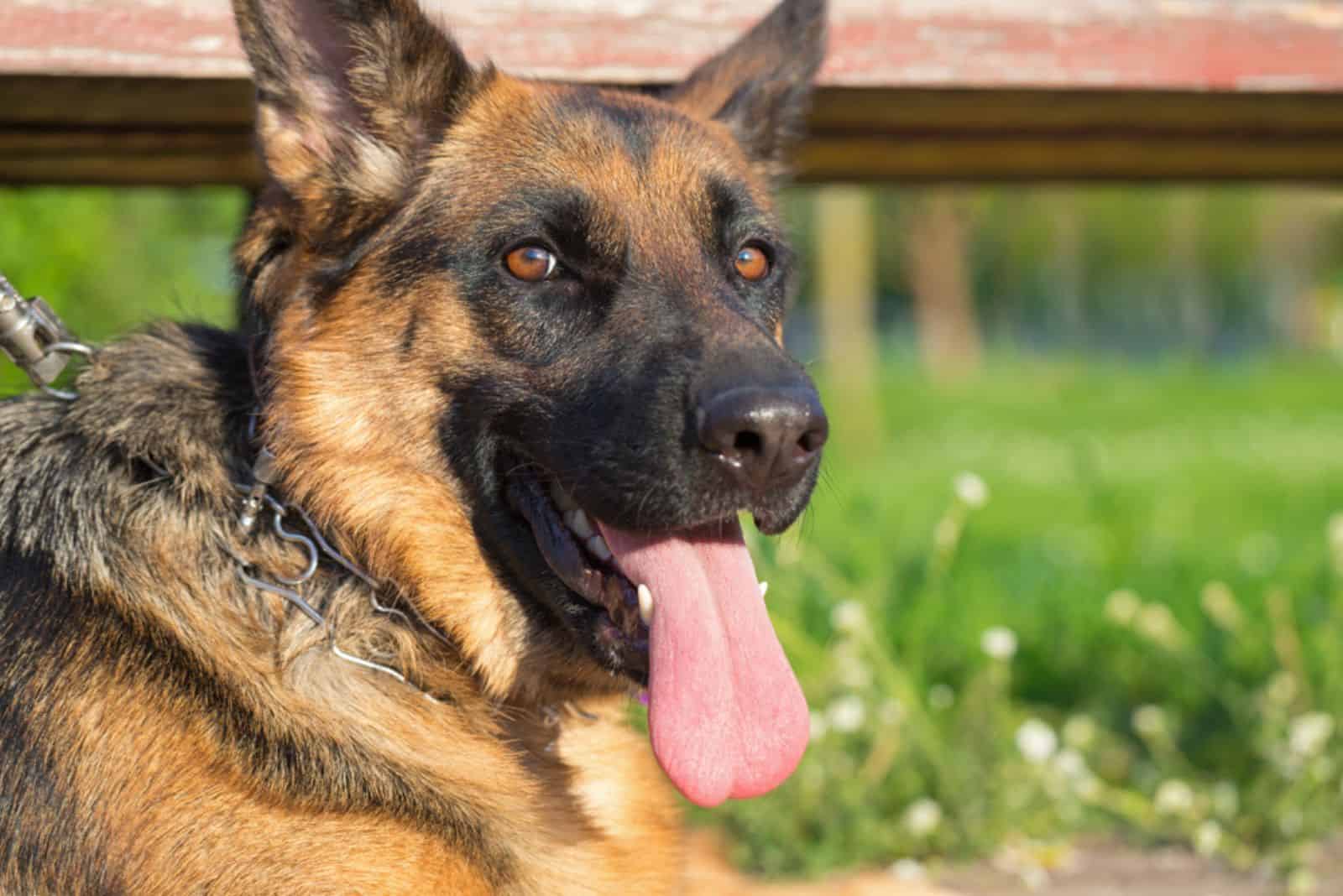 cute shepherd dog lying on the grass and showing her tongue