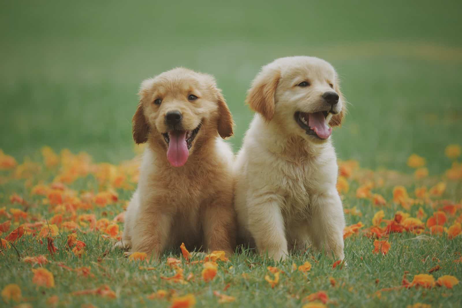 cute two Golden Retriever puppies sitting on the grass