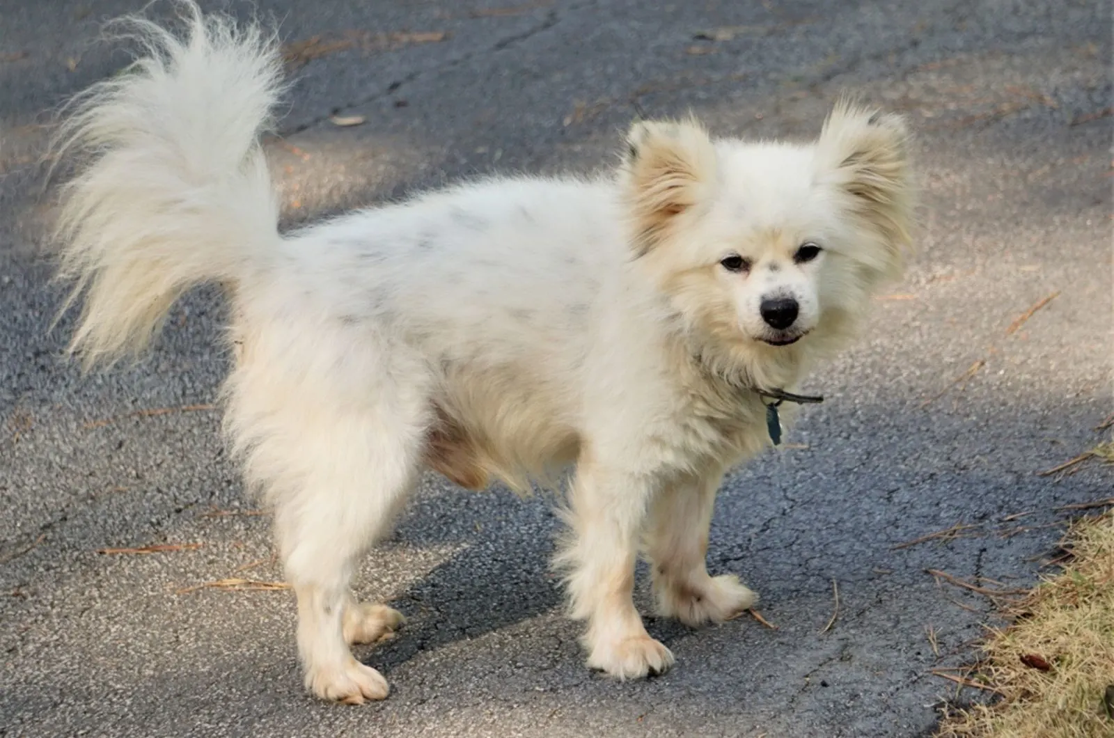cute white maltipom dog standing on the road