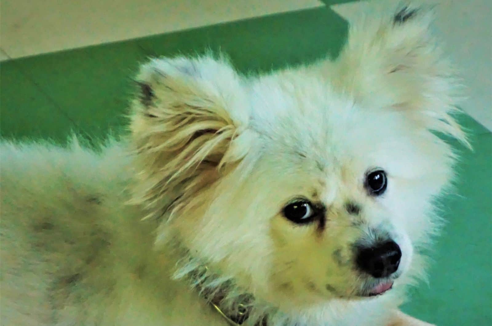 cute white maltipom looking into camera