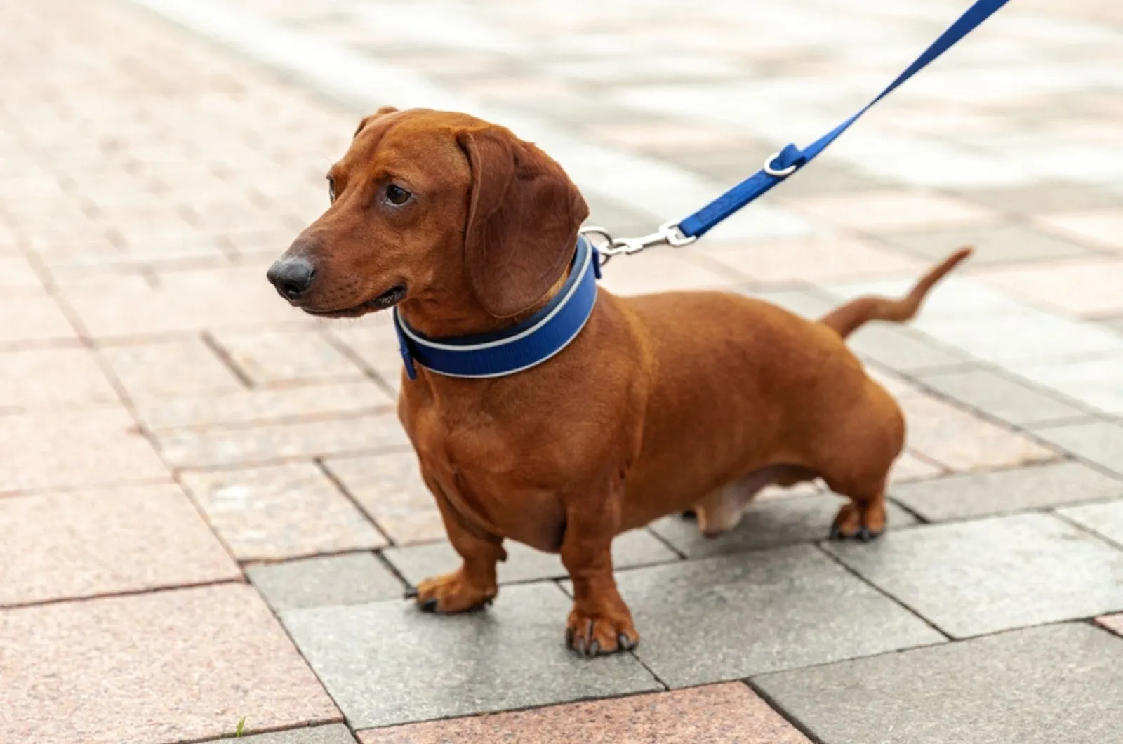 dachshund dog with a blue collar