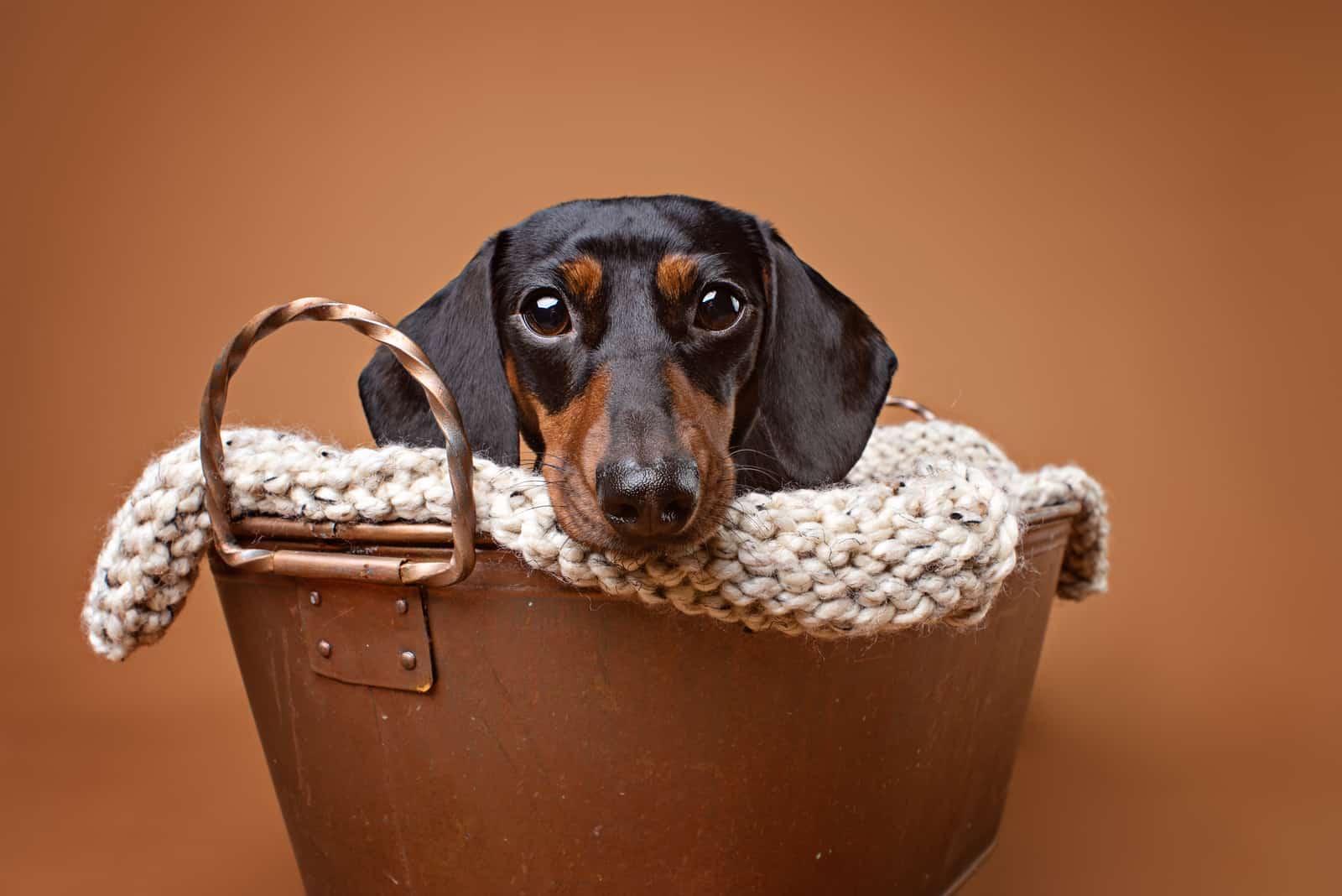 dachshund in a bucket