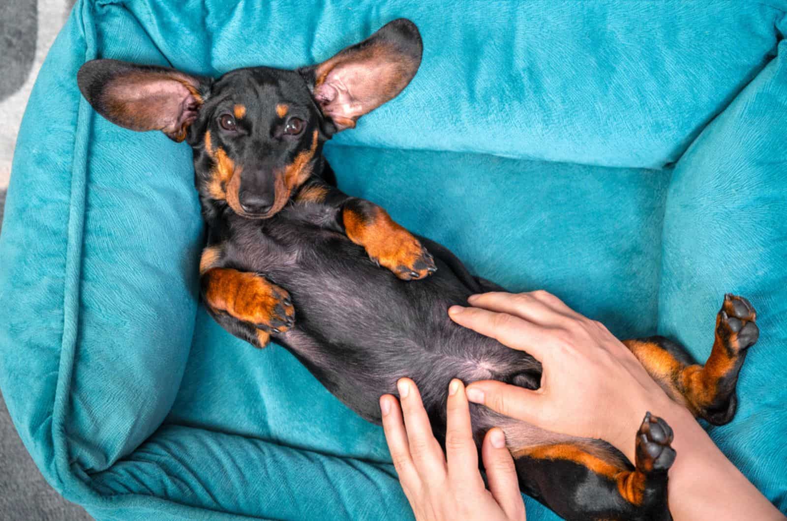 dachshund puppy poses with belly up in his bed