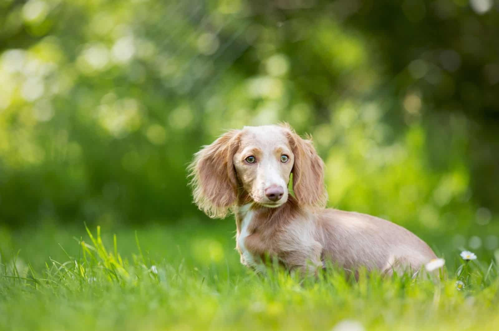 dachshund dog in the park