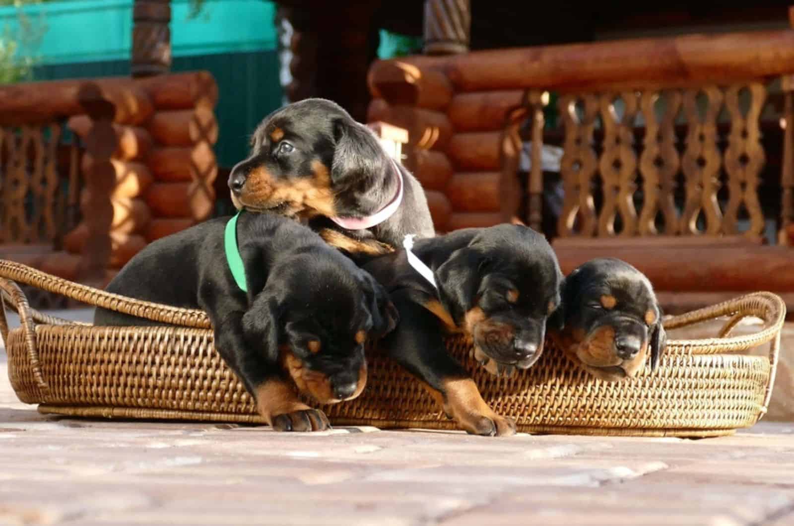 doberman pinscher puppies in the basket