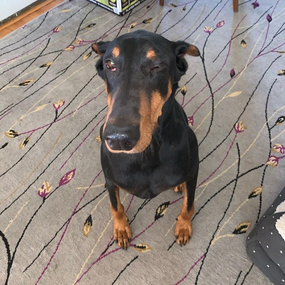 Horner’s Syndrome In Dogs An Eyelid Issue Or A Serious Problem?