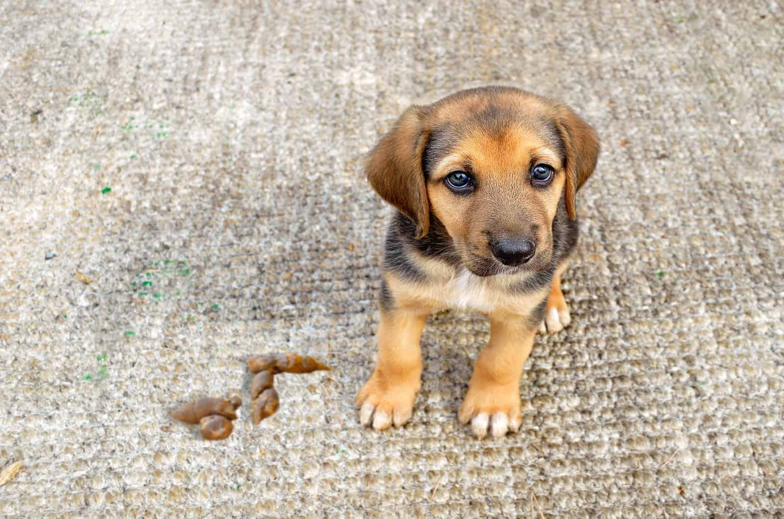 dog and his poop on carpet