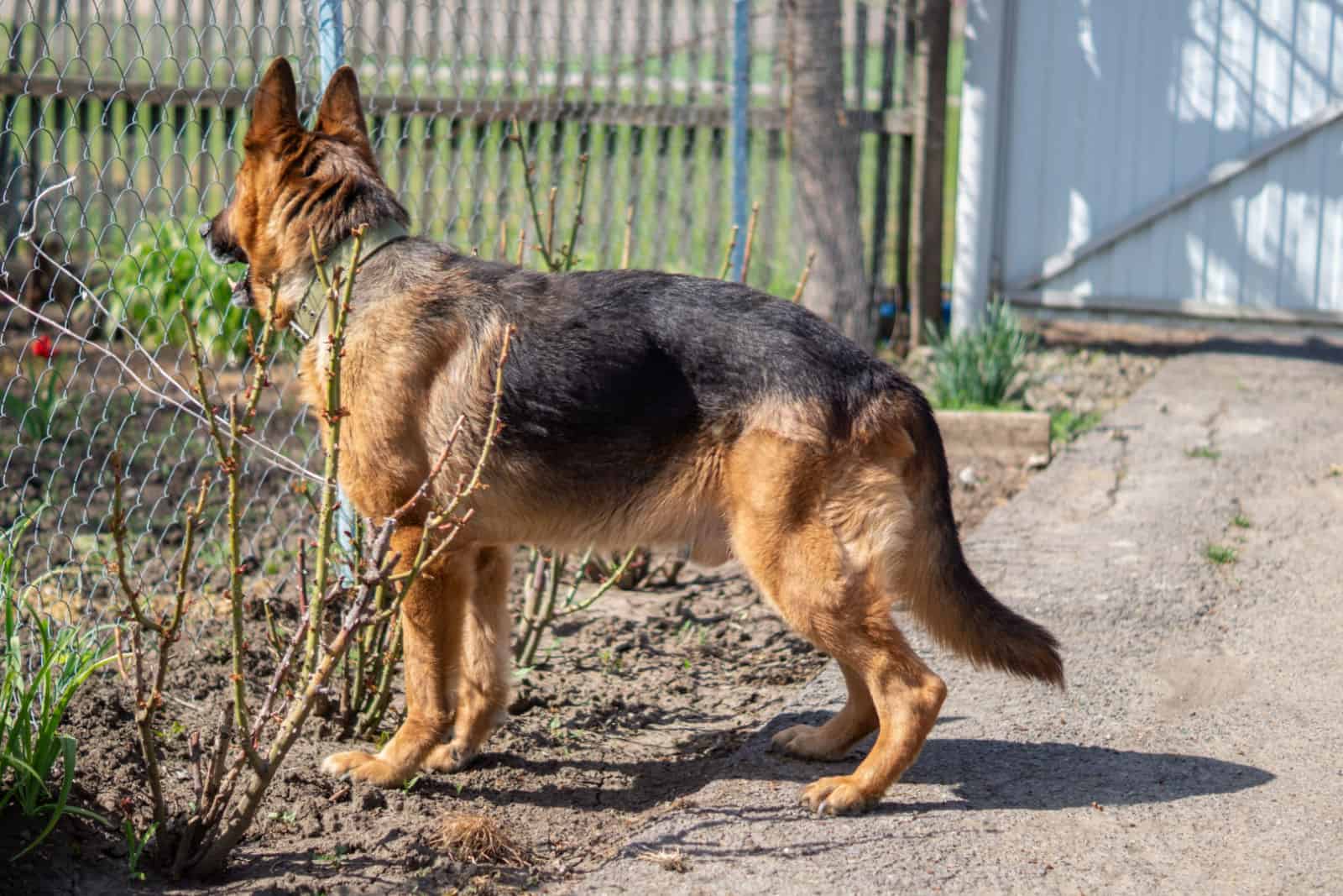 dog breed German shepherd stands in the yard and looks into the distance