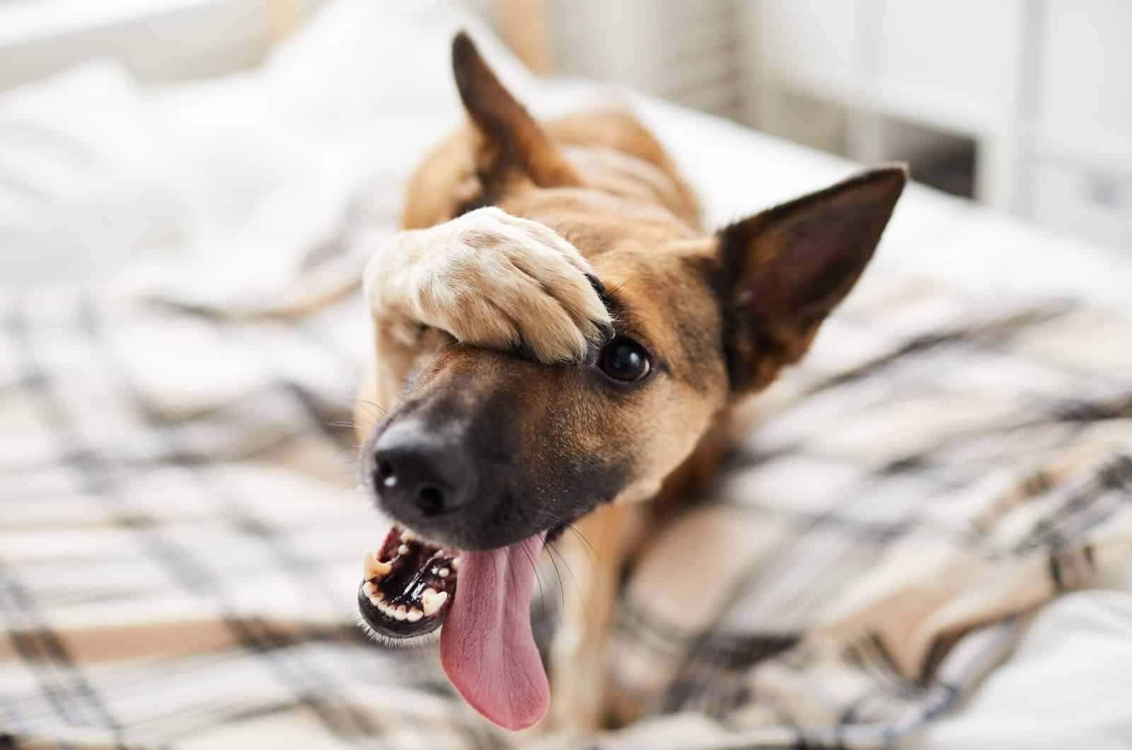 dog covering it's head