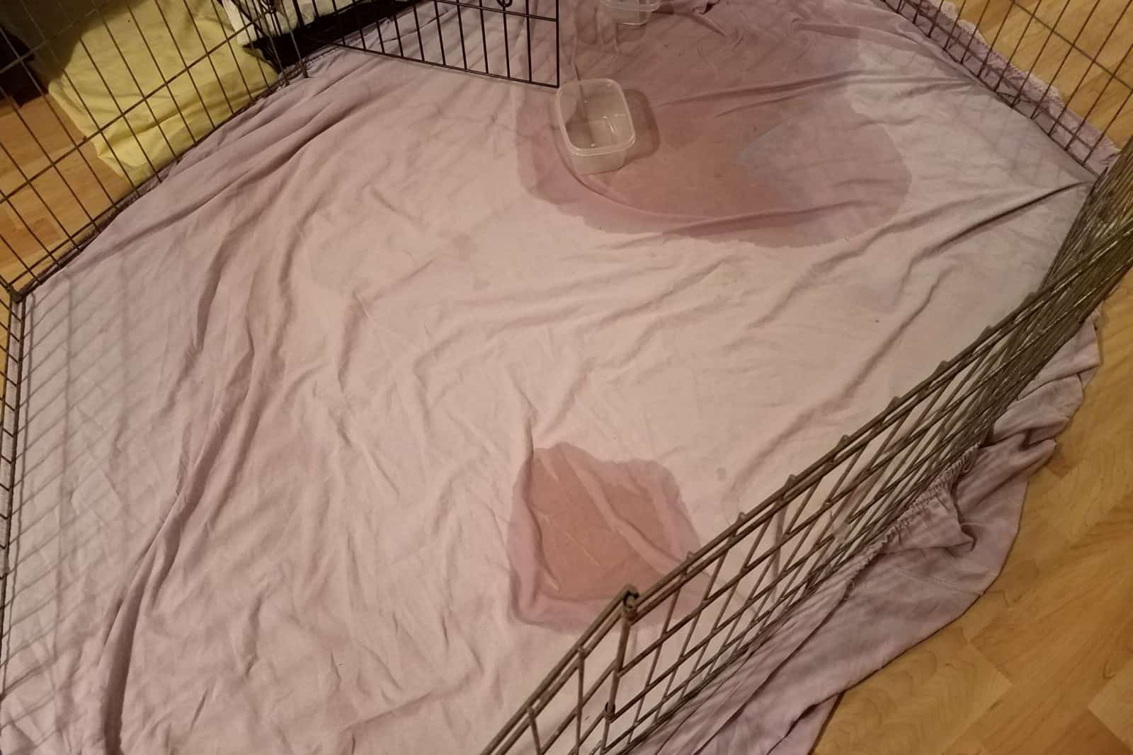 dog in crate and pee or urine puddle