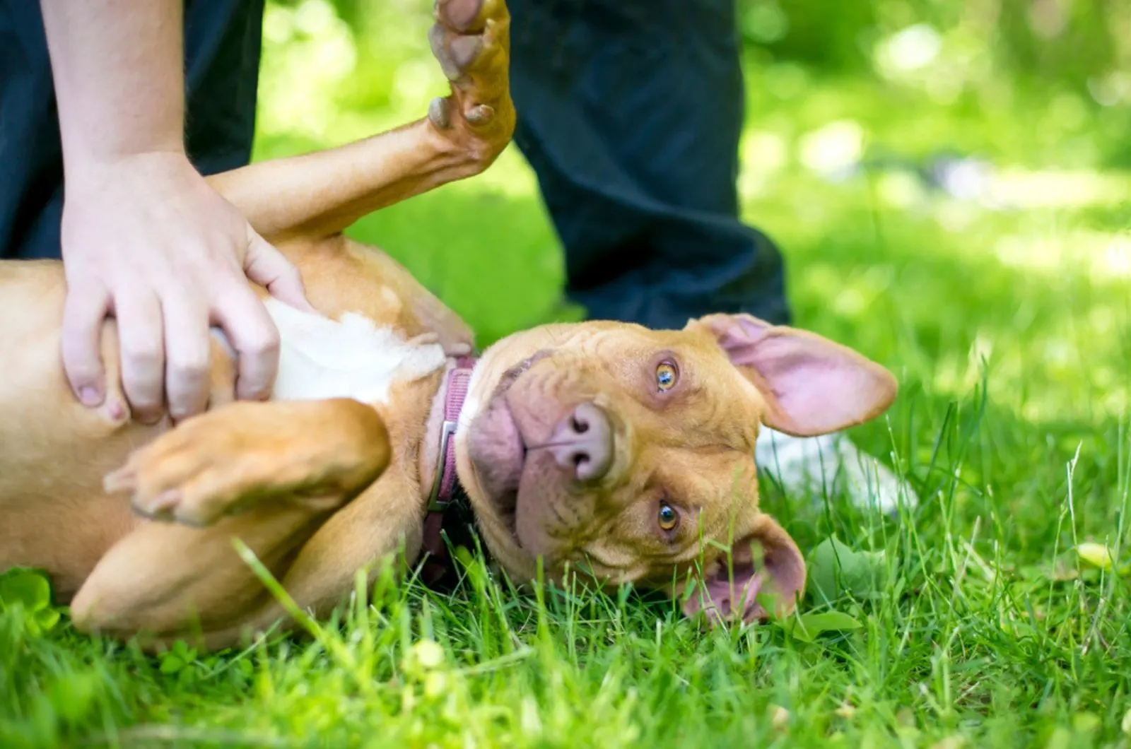 dog lying in the grass getting a belly rub