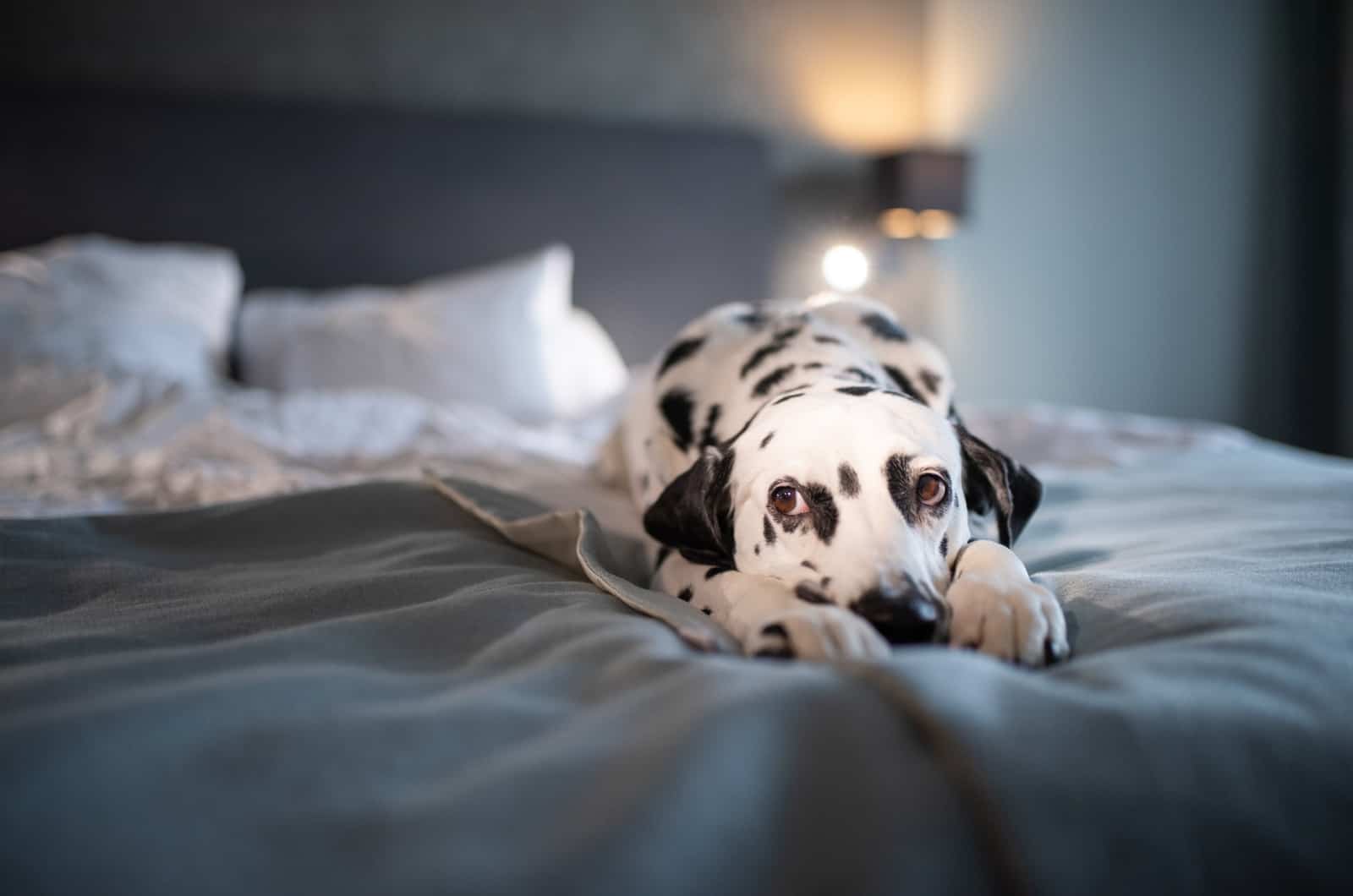 dog lying on bed and looking at camera