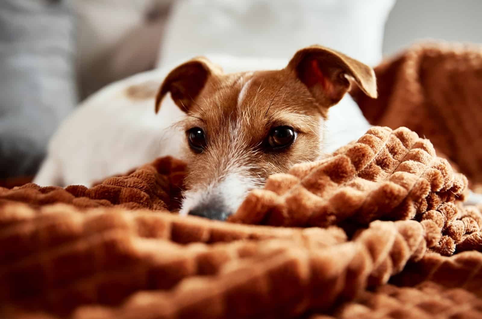 dog lying on bed with orange blanket