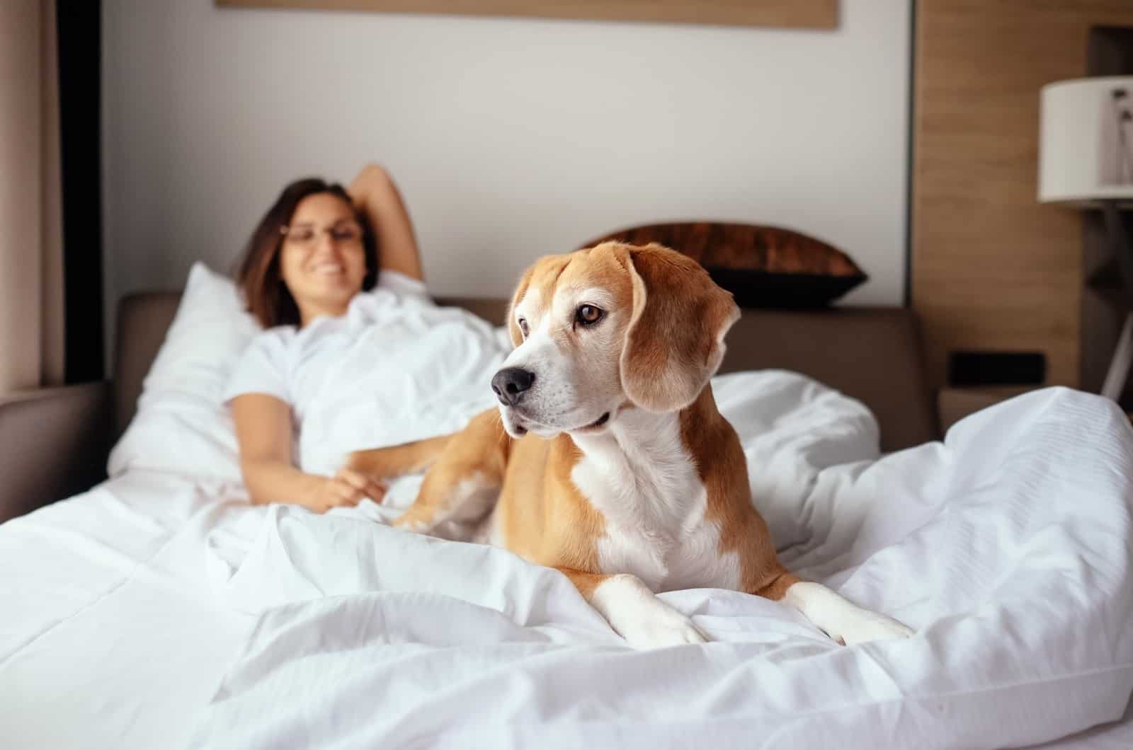 dog lying on bed with owner