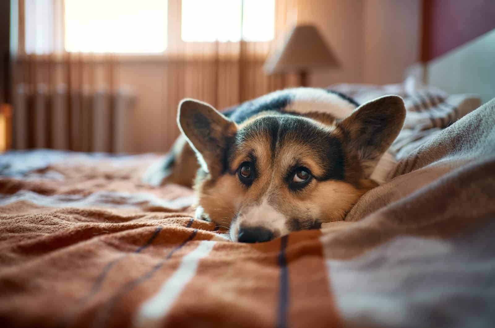 dog lying on bed