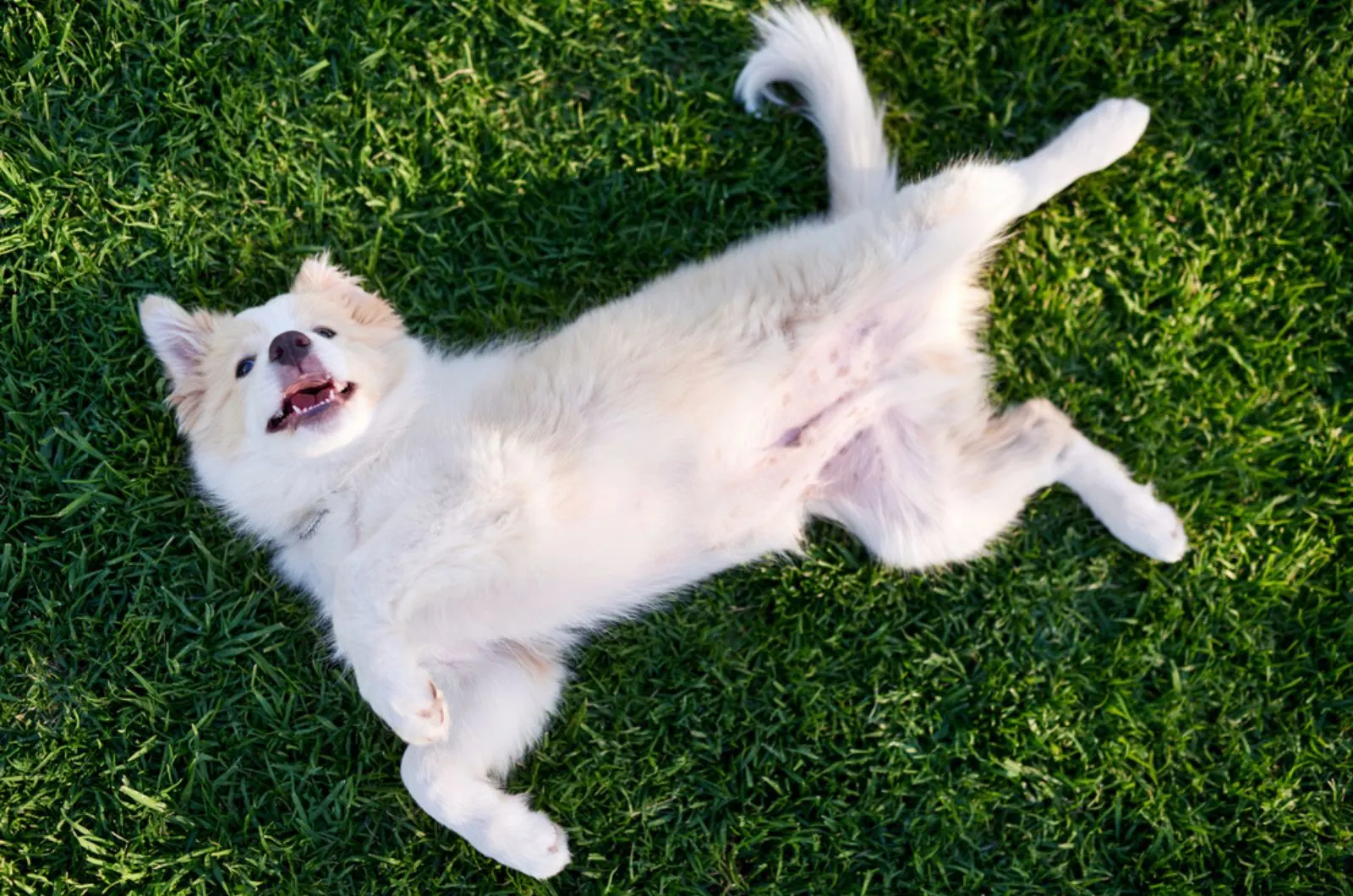 dog lying on his back in the grass