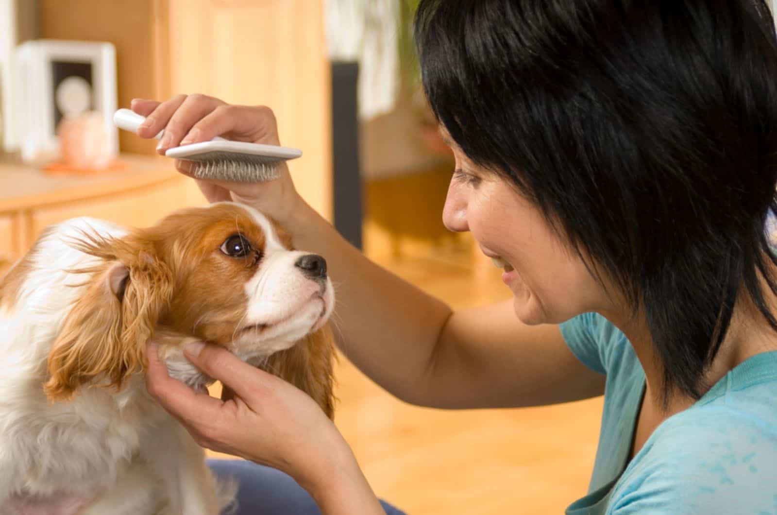 dog owner brushes her dog at home