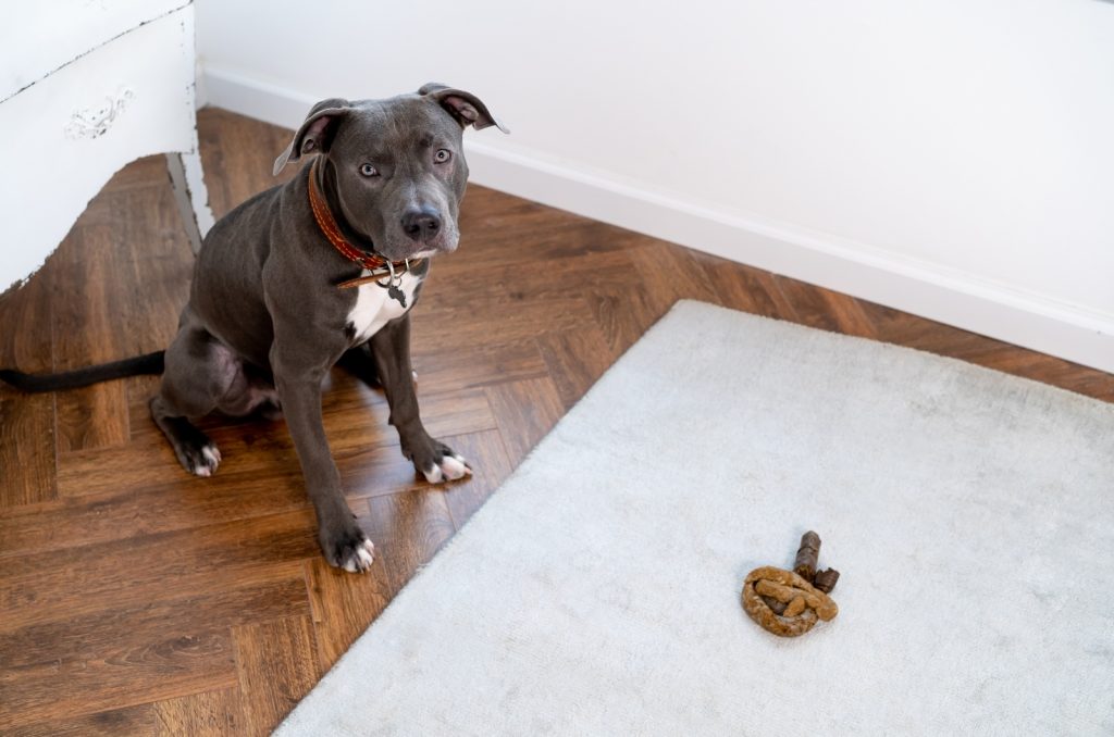 How To Punish Dogs For Pooping In House