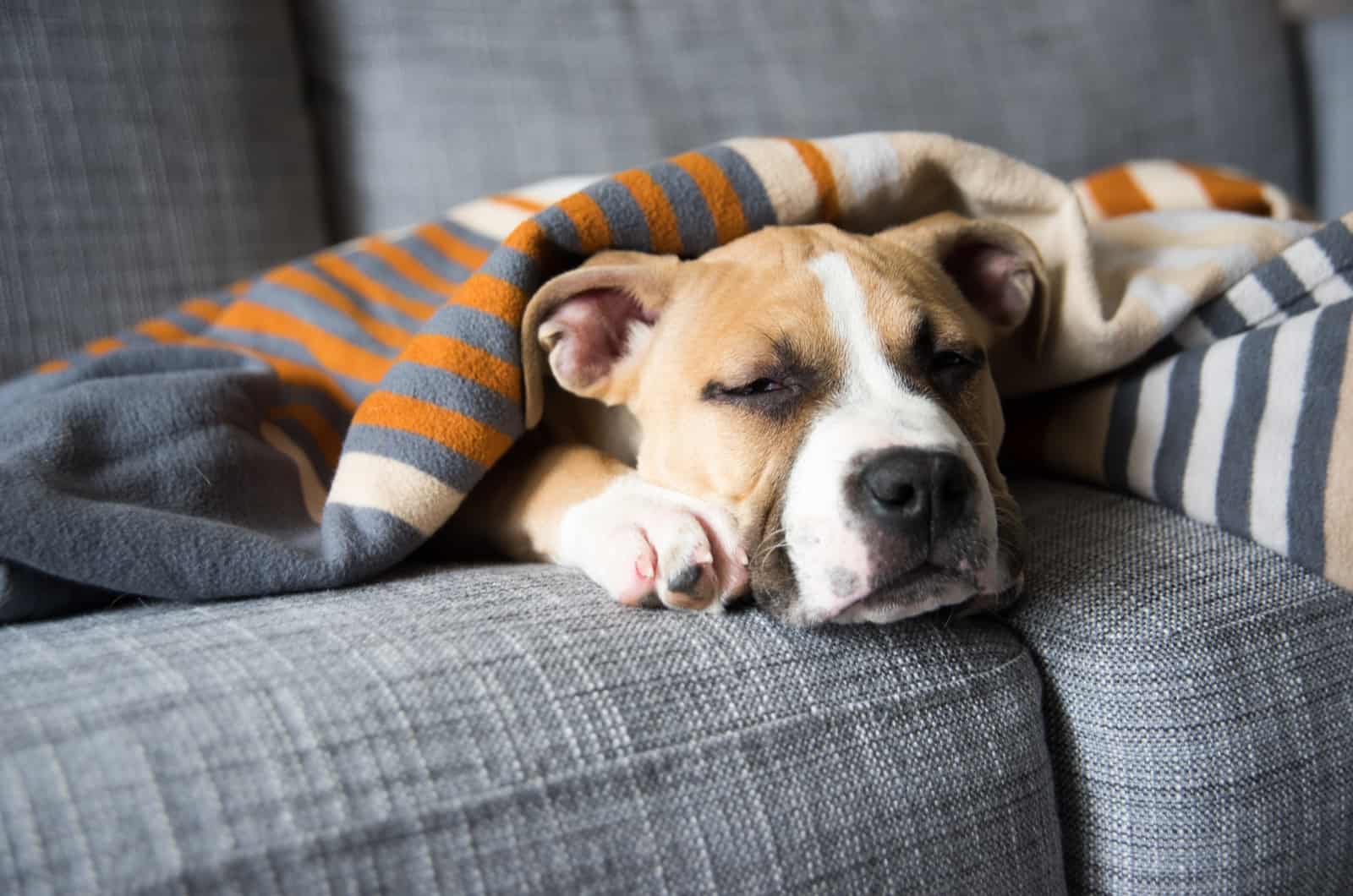 dog sleeping on couch