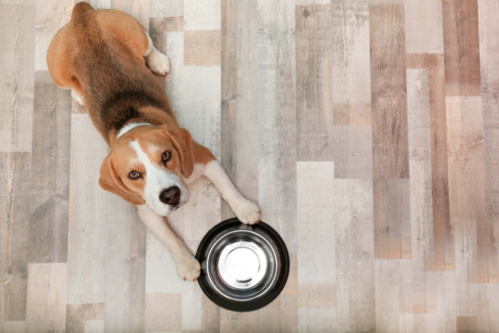 dog with an empty food bowl