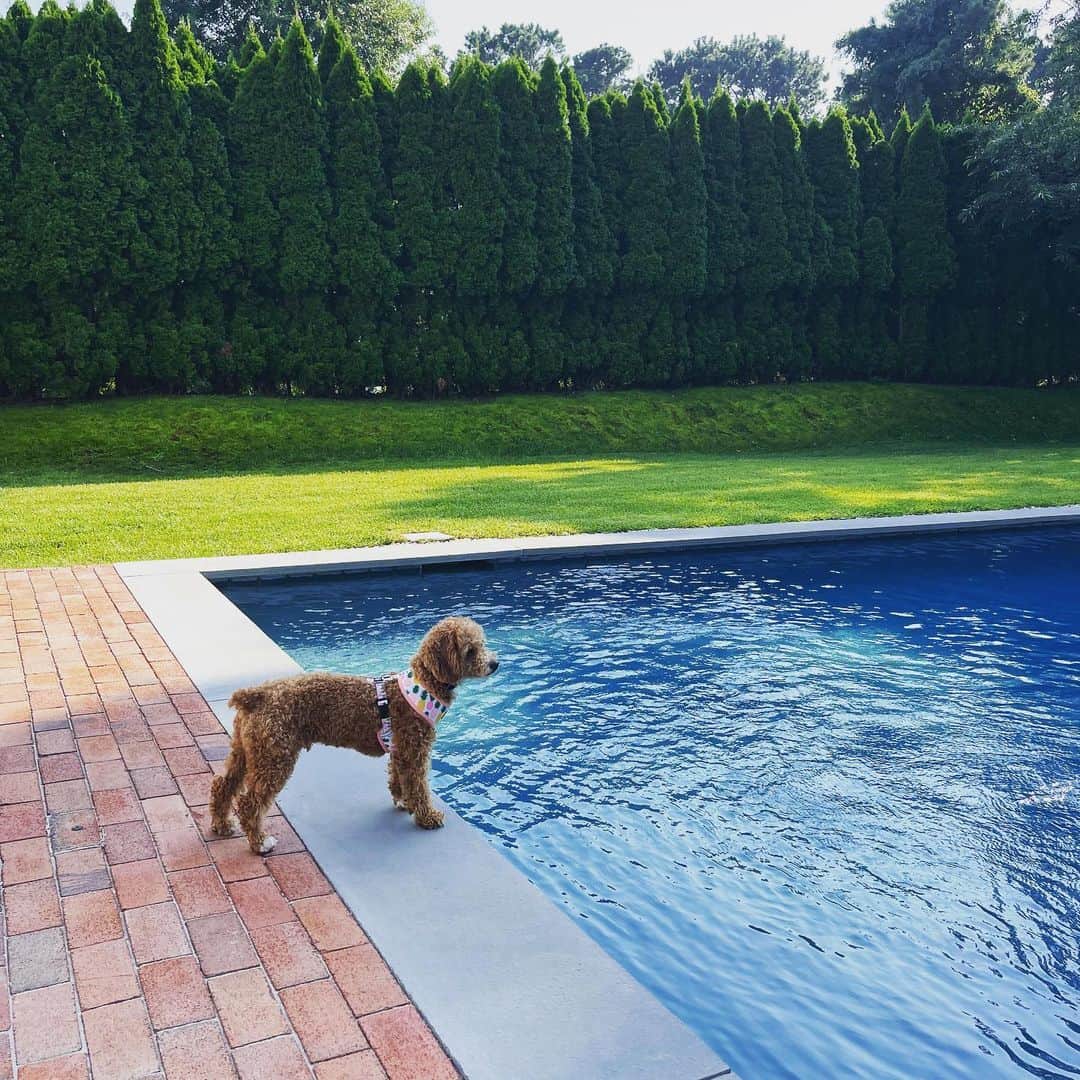 dog with tucked tail standing by pool