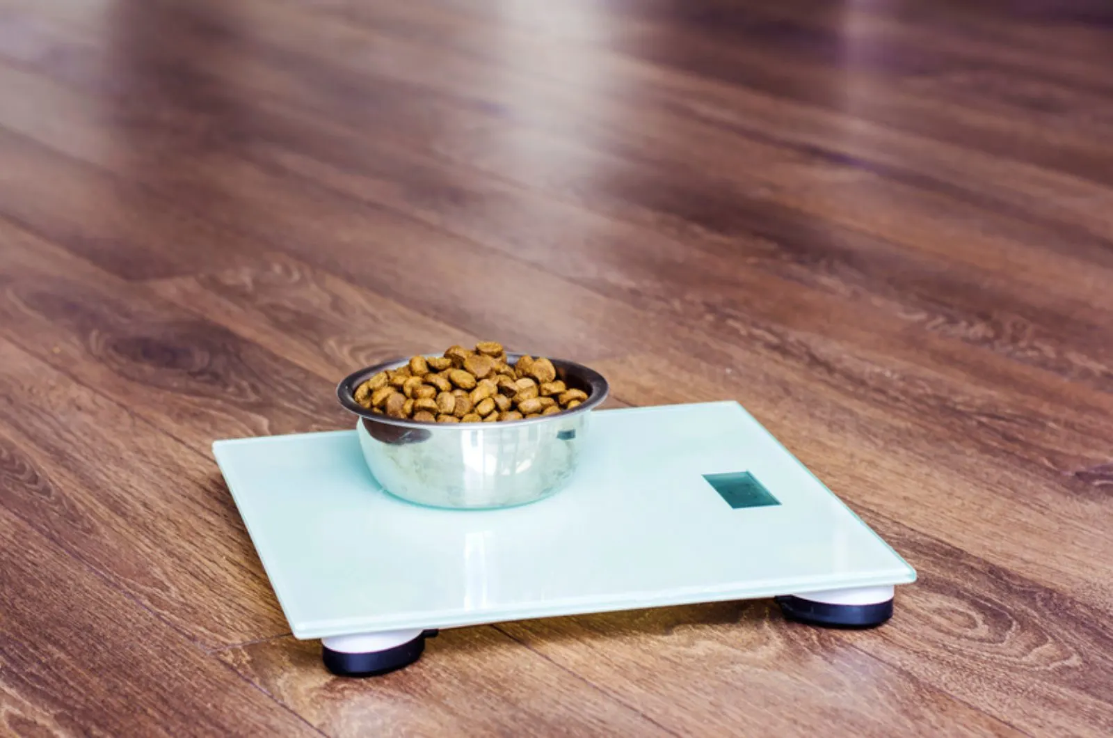 dry dog food on the scale