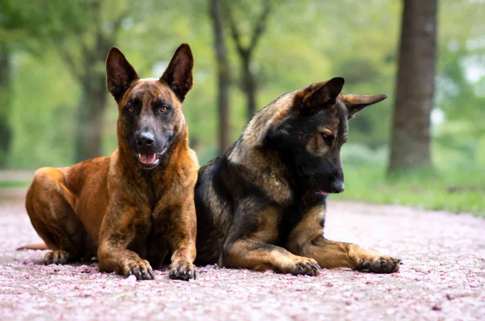 dutch shepherd and german shepherd lying on the ground together