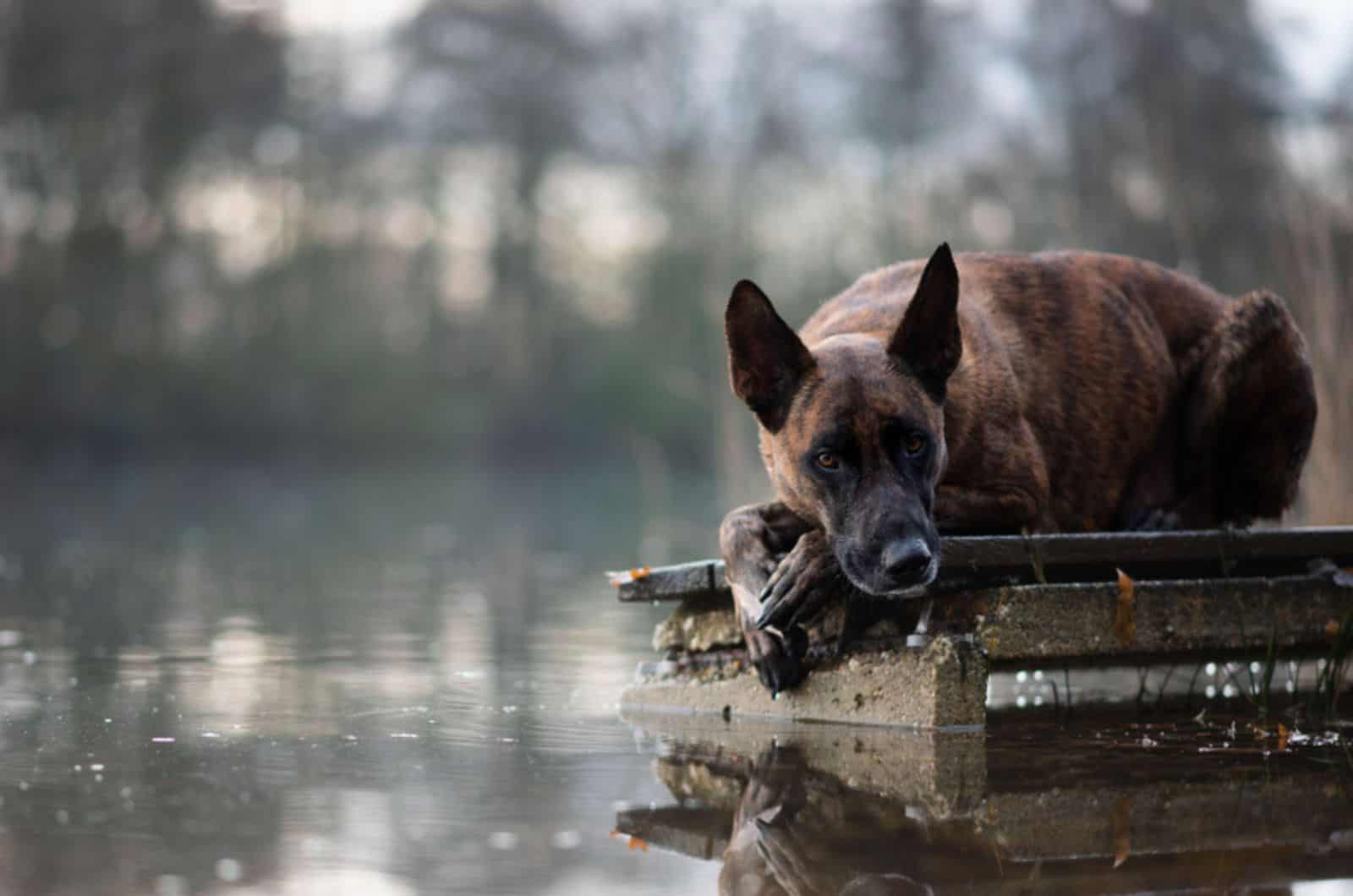 dutch shepherd dog on a raft lying down