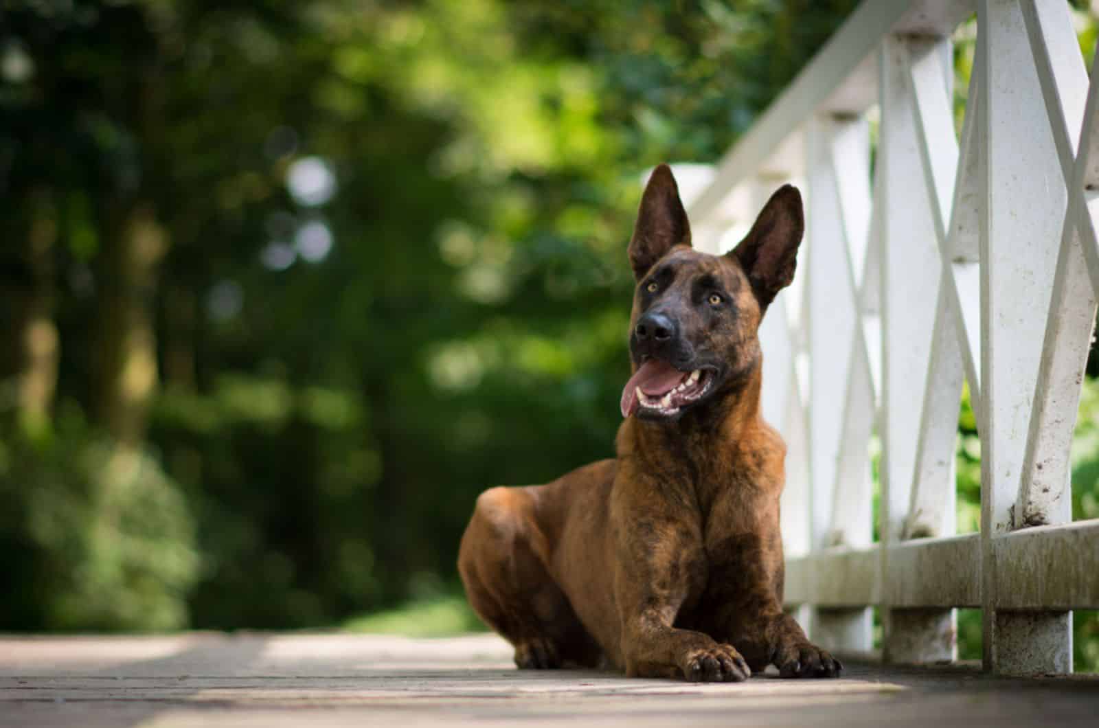 dutch shepherd dog sitting on the wooden bridge