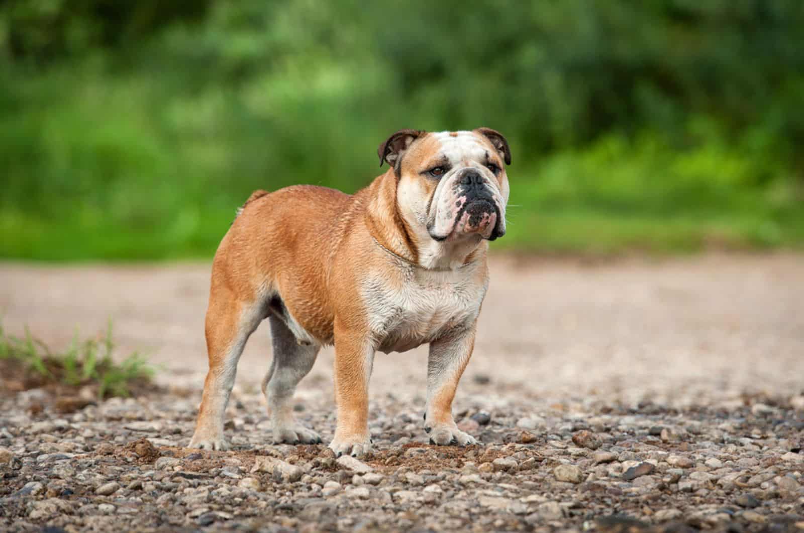 english bulldog standing in nature