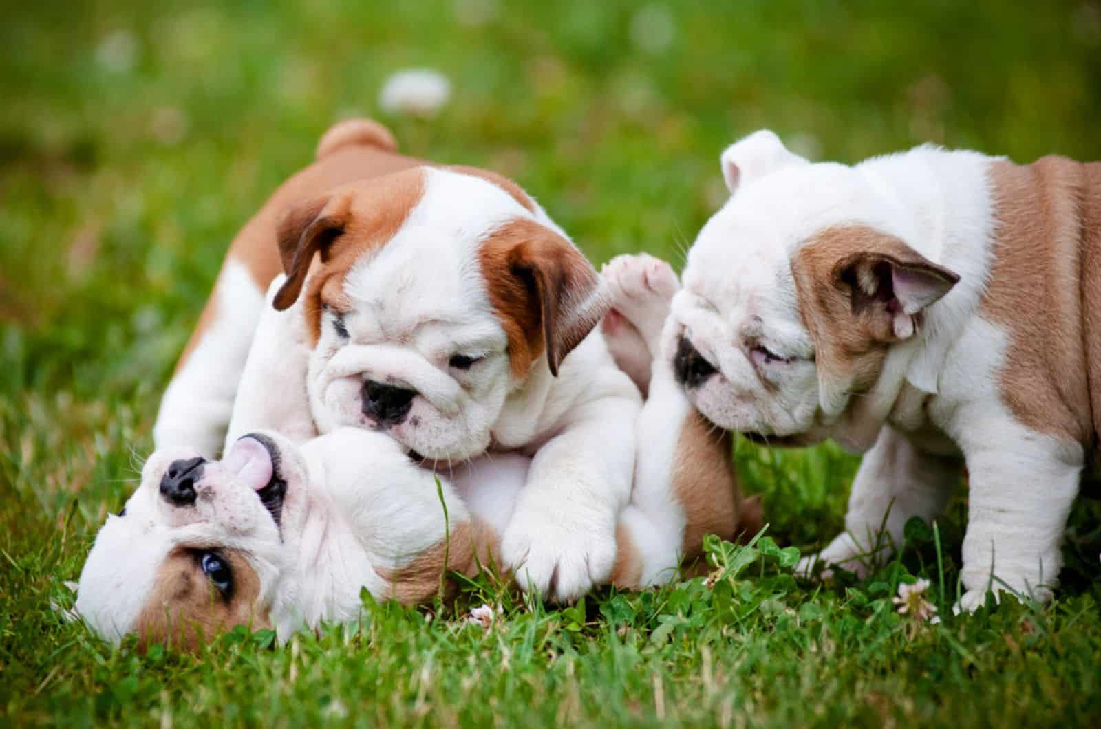 english bulldog puppies playing in the grass