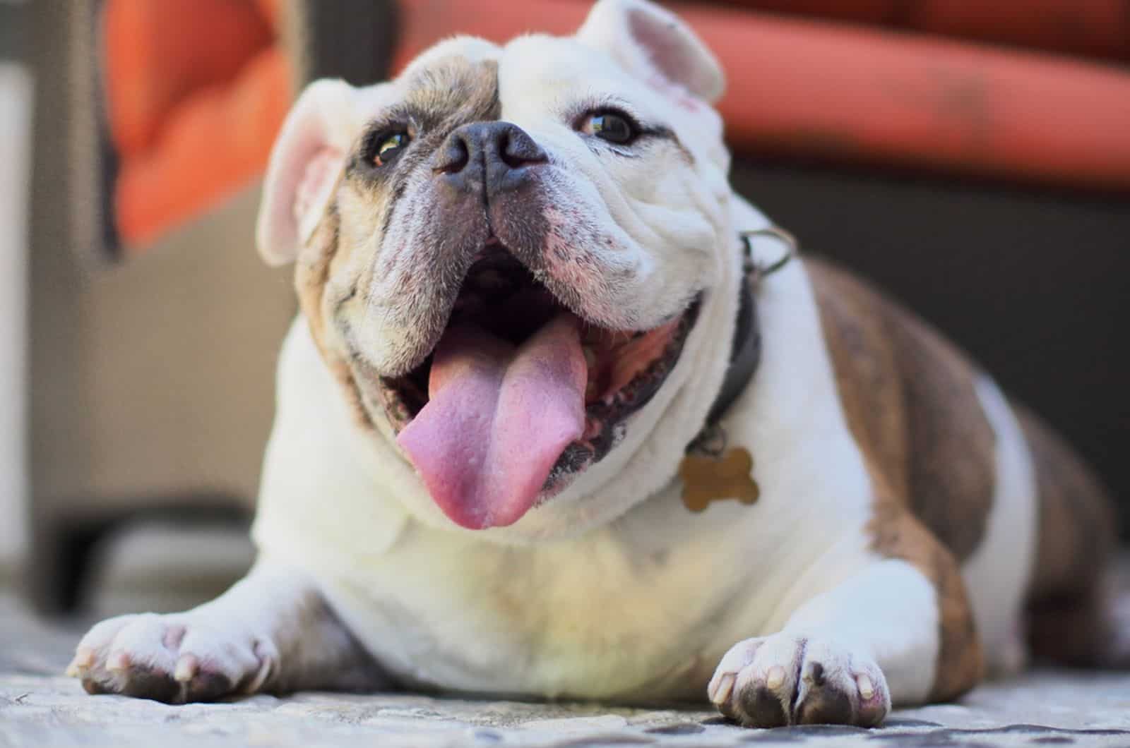 english bulldog lying on the carpet