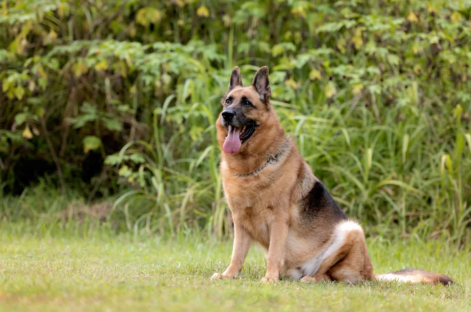 fat German Shepherd sitting on grass