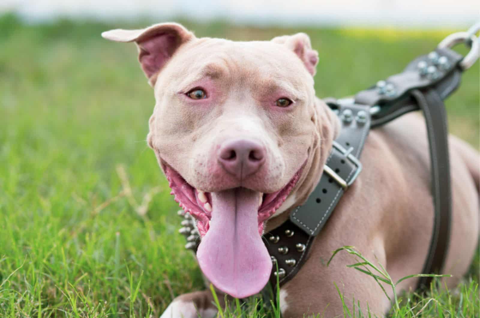 female pitbull dog lying on the grass