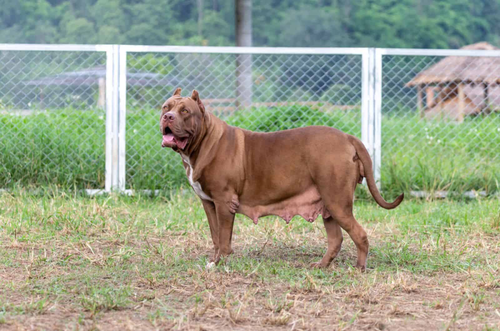 female pitbull mother in the yard