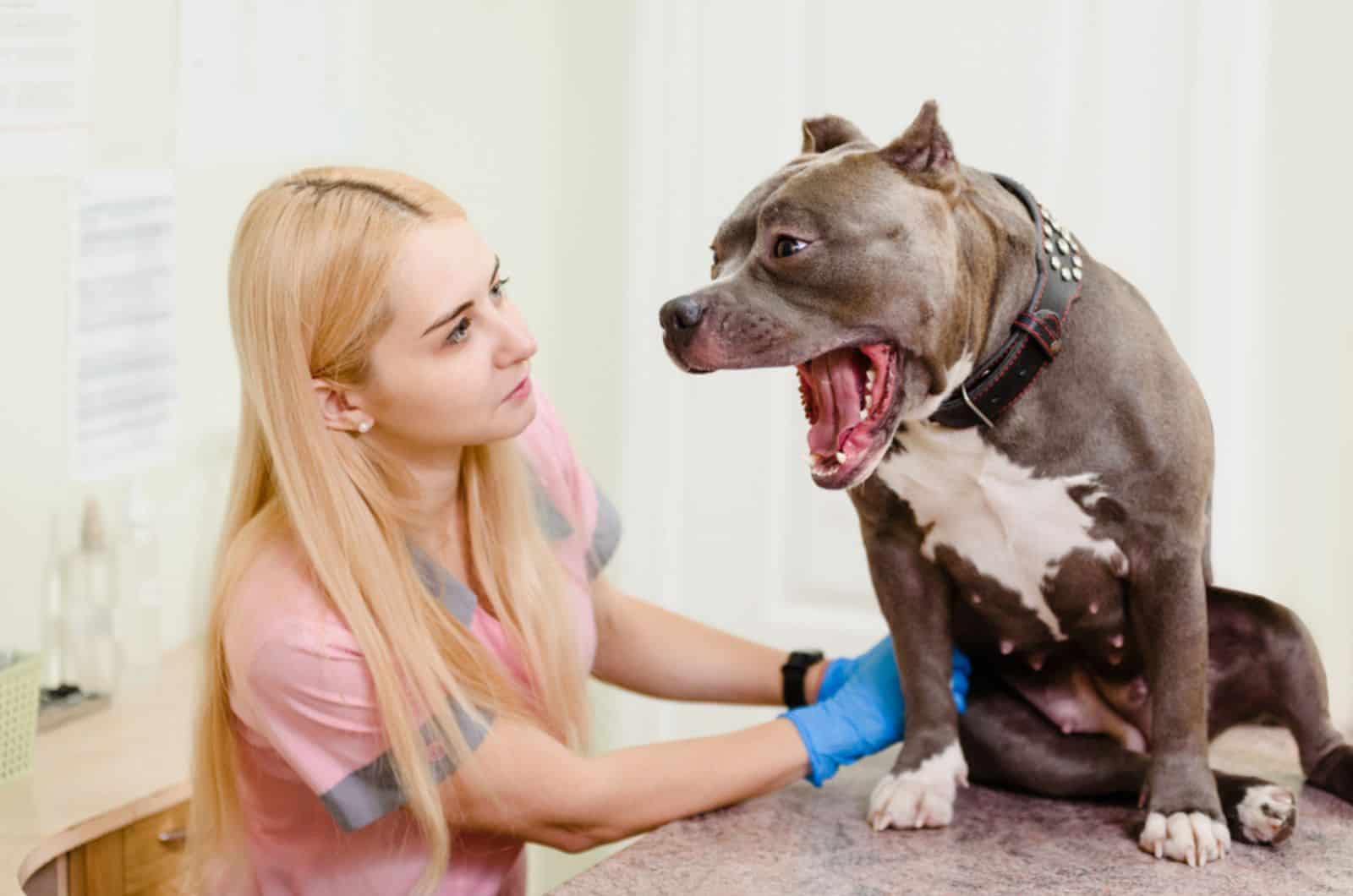 female veterinarian doctor examining pit bull at clinic