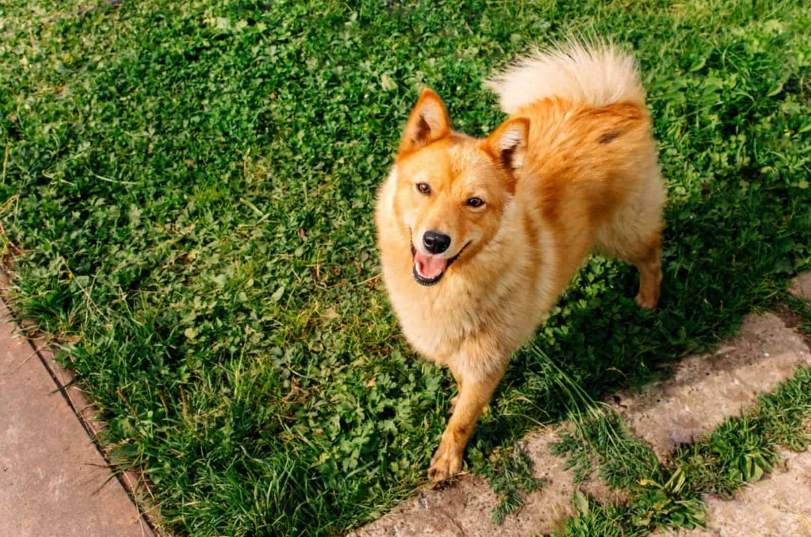 finnish spitz in the yard