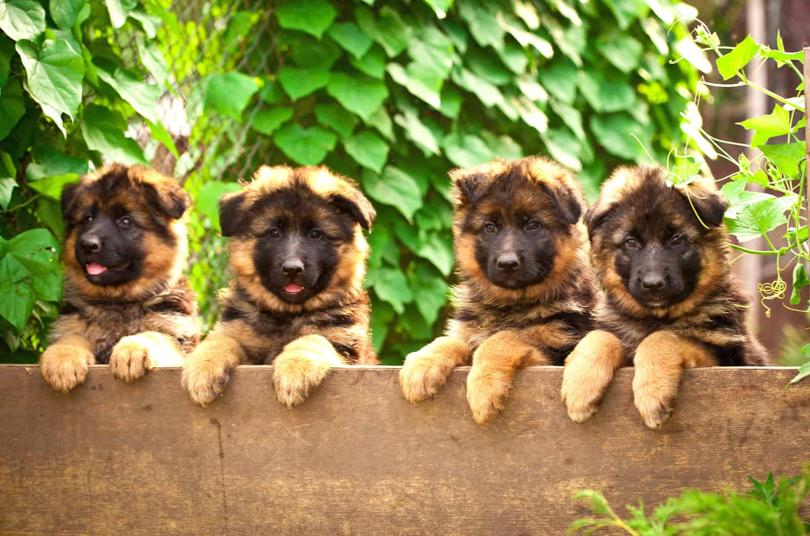four german shepherd puppies looking over the fence