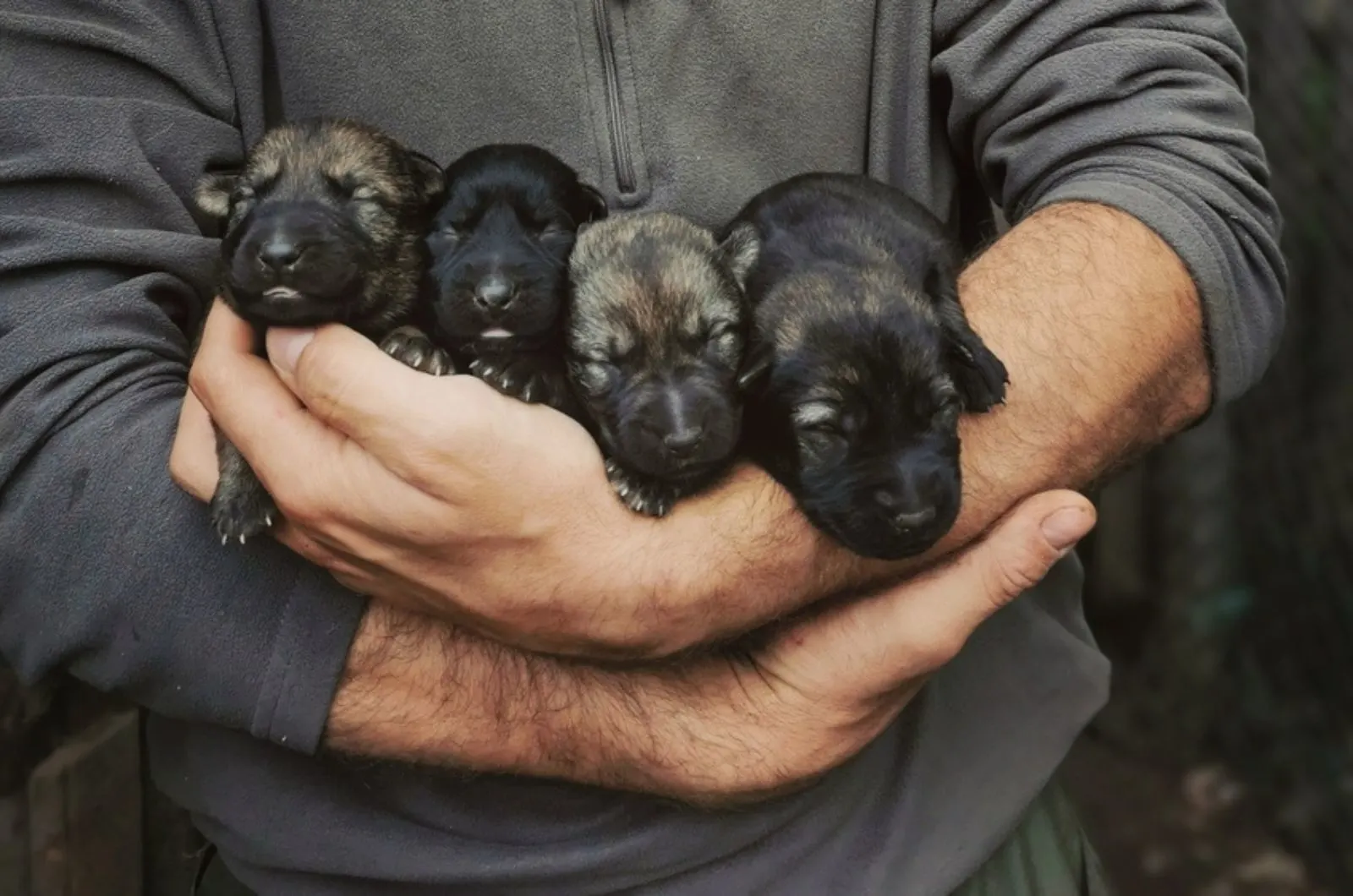 four newborn german shepherd puppies in man's arms