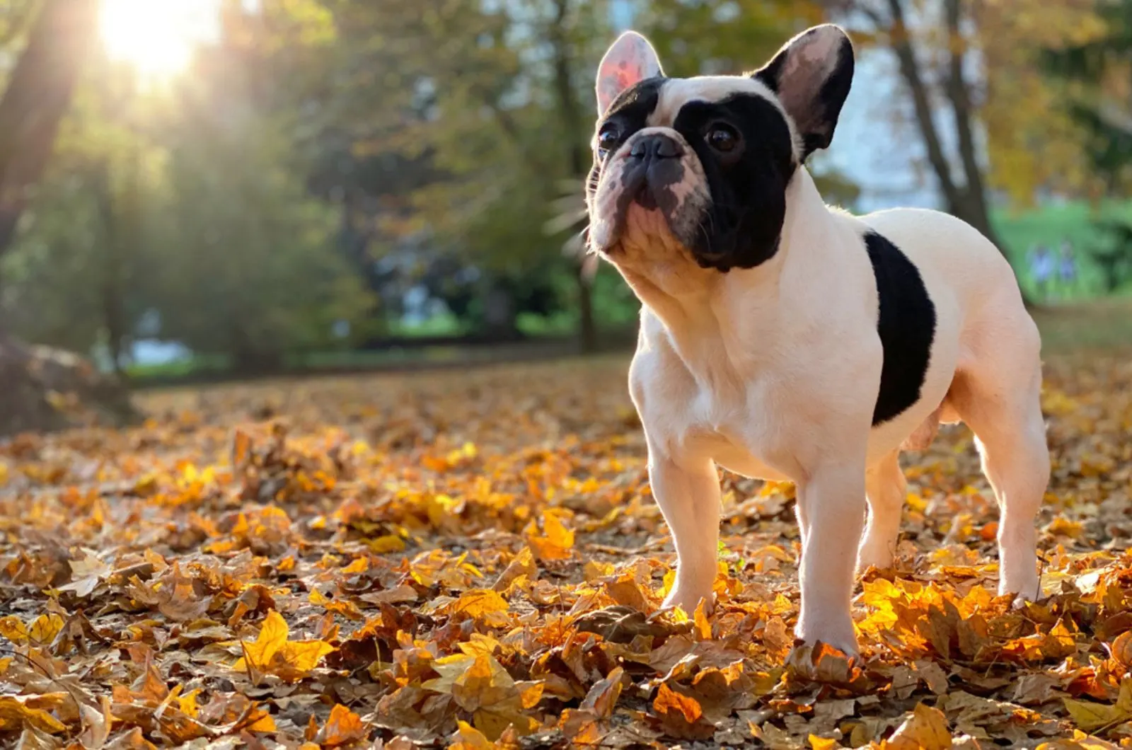 french bulldog in the park