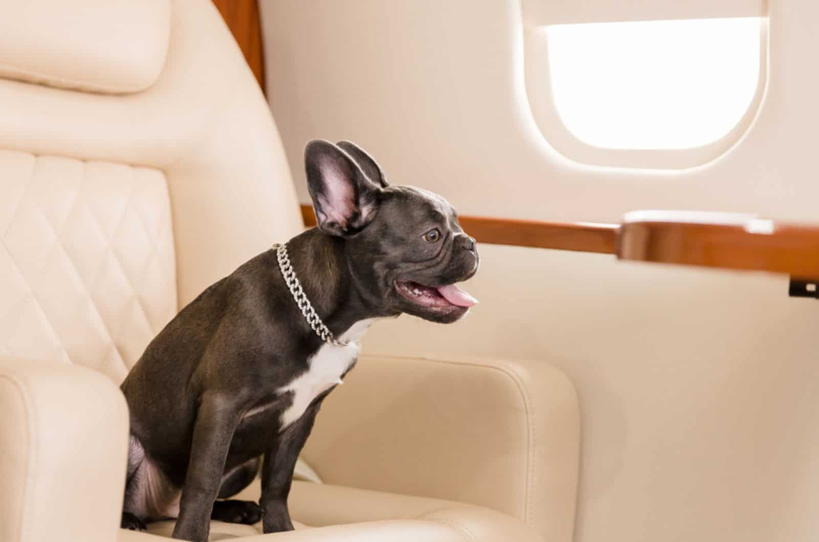 french bulldog on a plane