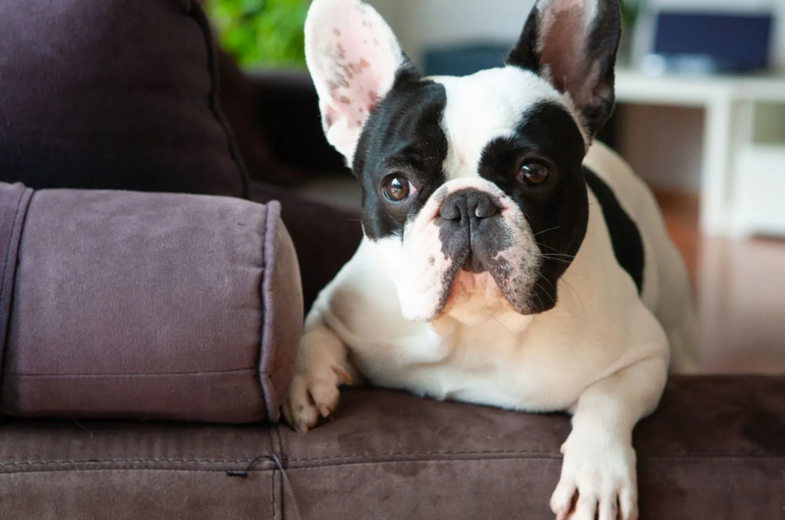 french bulldog lying on the couch