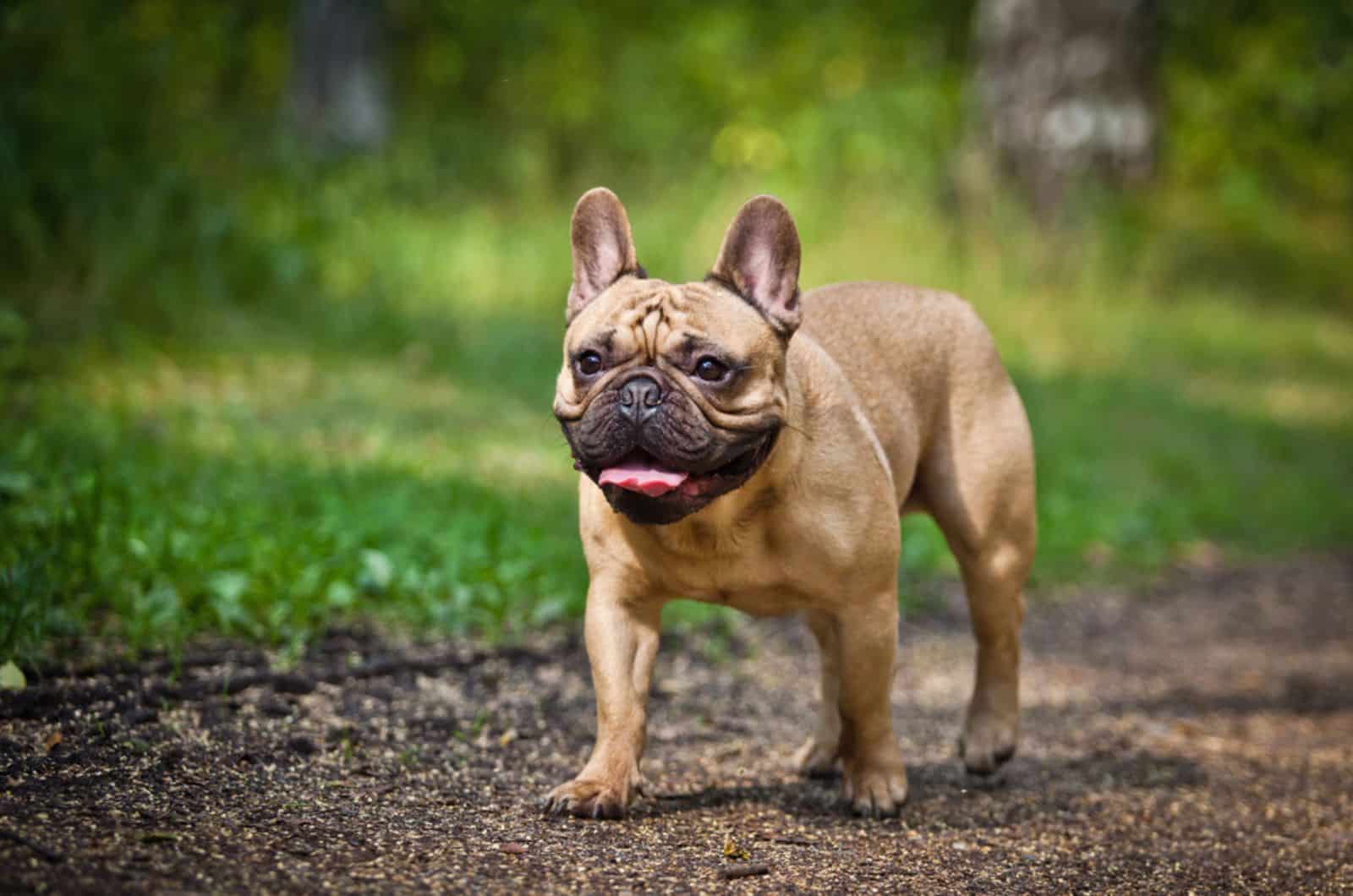 french bulldog in nature